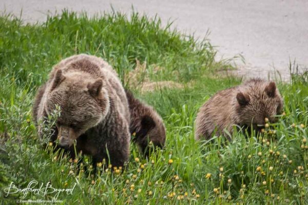 cubs and mother grizzly bears feeding on danelions in lake louise