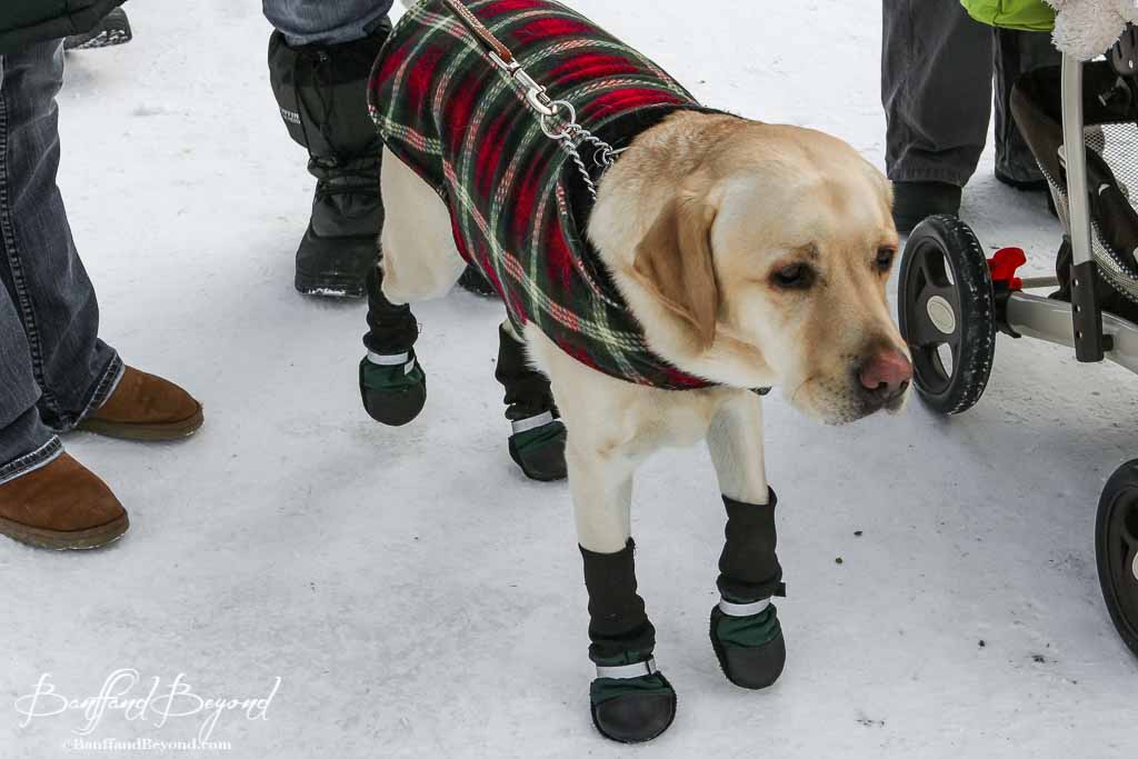 the labrador retriever dog mascot at the fairmont chateau lake louise hotel outside on the ice