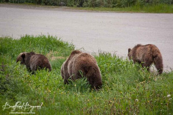 grizzly-bear-cubs-spring-dandelions-grass-lake-louise-wildlife-viewing