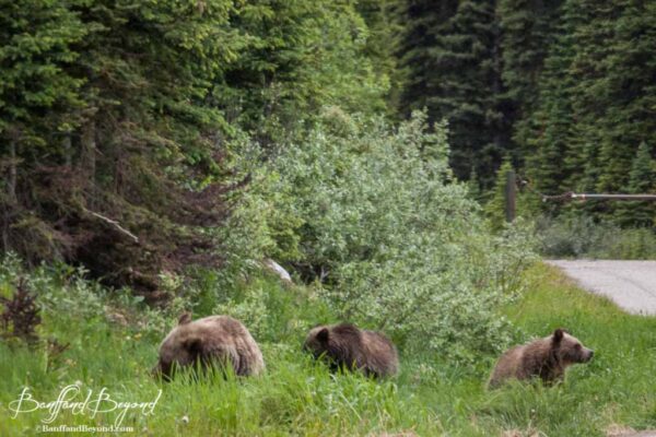 grizzly-bears-road-side-lake-louise-spring-season-banff-national-park-animals-brown