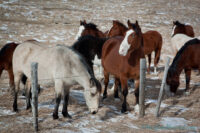 horses along bow valley trail in alberta (1)