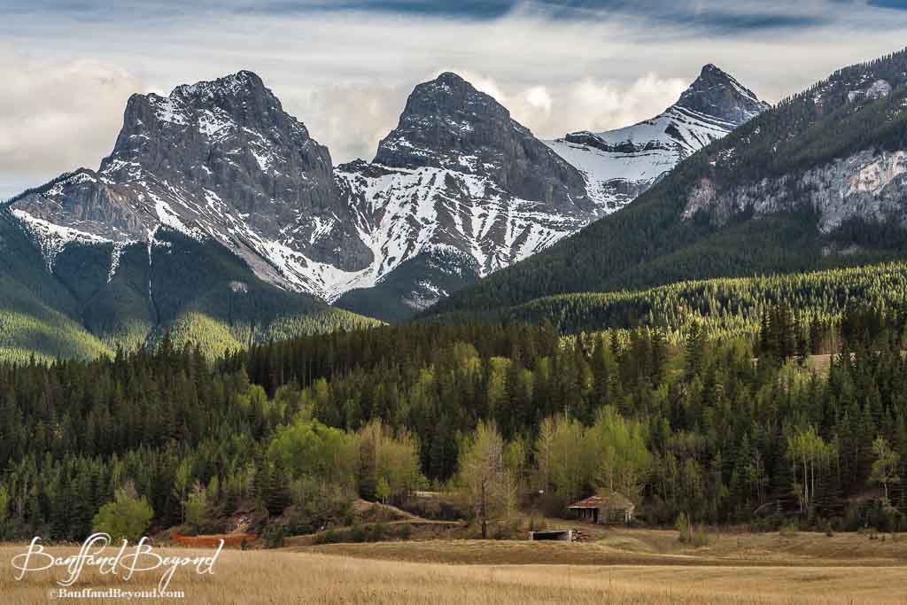 the three sisters mountains with the forest and a meadow 