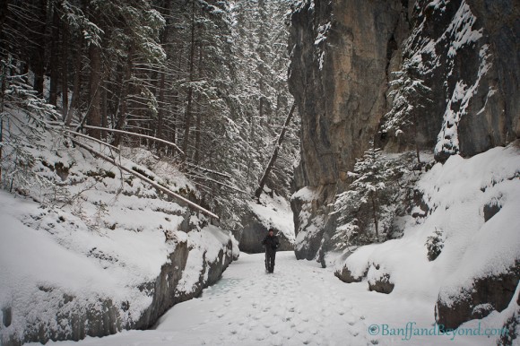 hiker-walking-on-frozen-creek-bed-in-grotto-canyon-valley-snow-winter-ice-limestone-cliff-canmore-alberta-nature