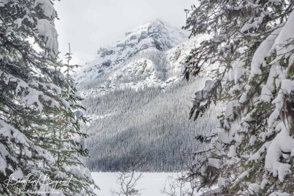 view of mountains and trees at lake louise in winter