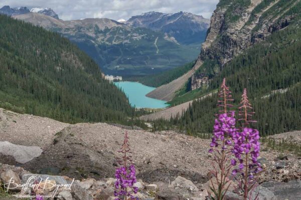 view of lake louise and chateau hotel in distance with wildflowers in foreground