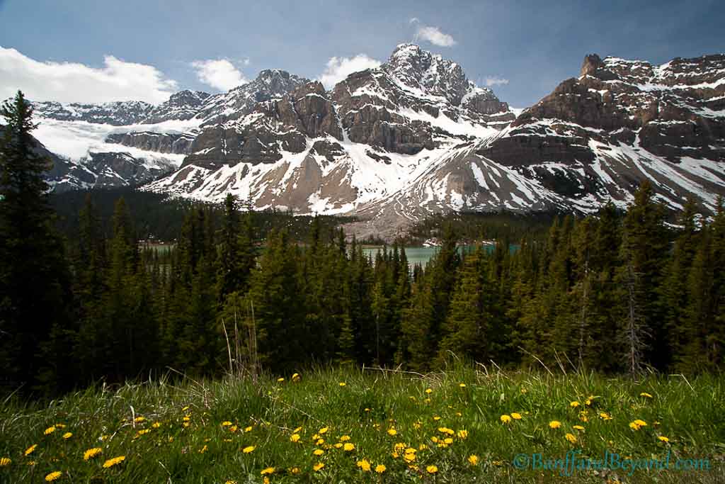 hector lake with snow covered mountains in the background and yellow flowers in the foreground