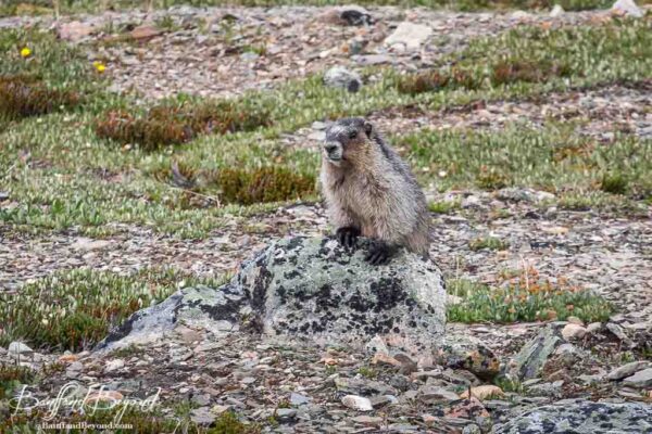 marmot sitting up on a rock in jasper national park