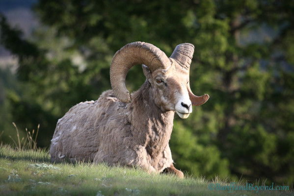bighorn ram resting in the graess