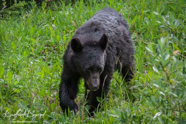 black bear in jasper national park