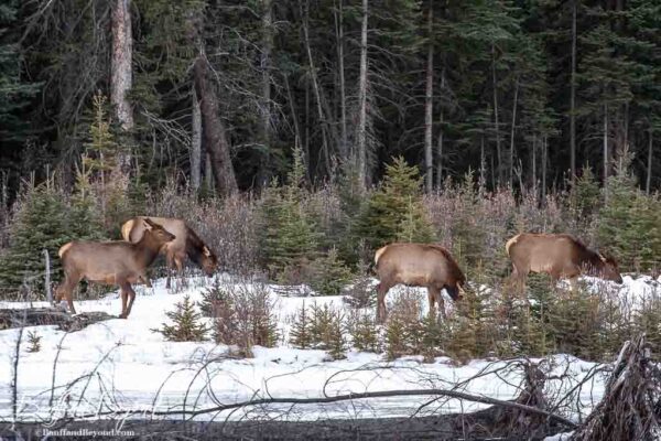 elk along the bow river banks in canmore_