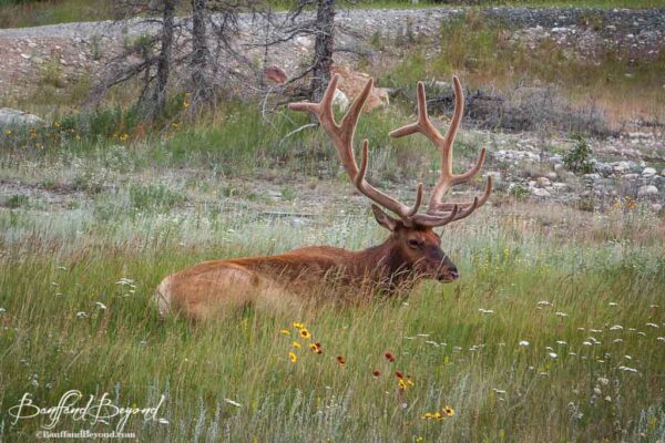 large male bull elk laying down in the grass