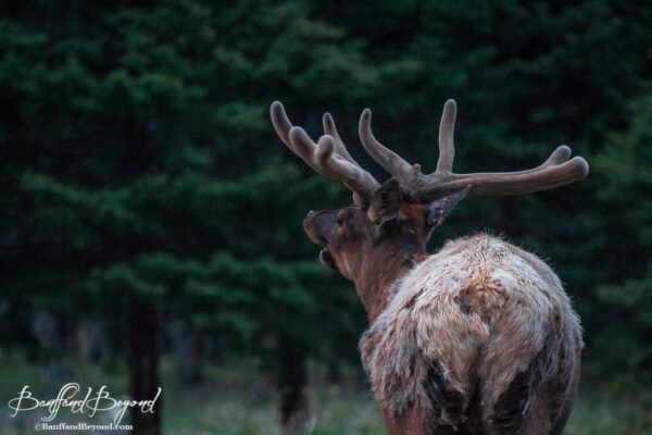 mule bull elk making a bugle call during the rutting season