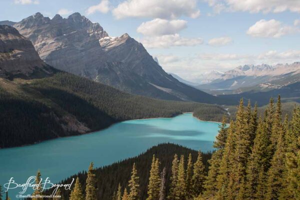 blue peyto lake from the wooden viewing platform
