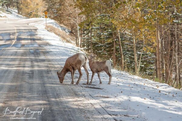 bighorn sheep on the side of mount norquay road