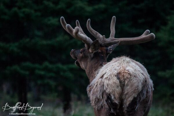 male-bull-elk-wildlife-golf-course-drive-banff-national-park