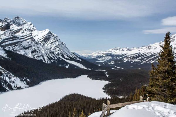 frozen peyto lake from the wooden platform viewing deck
