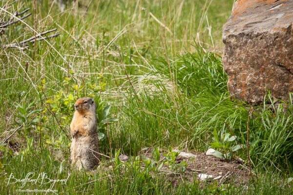 columbian-ground-squirrel-small-rodent-banff-national-park-wild-life
