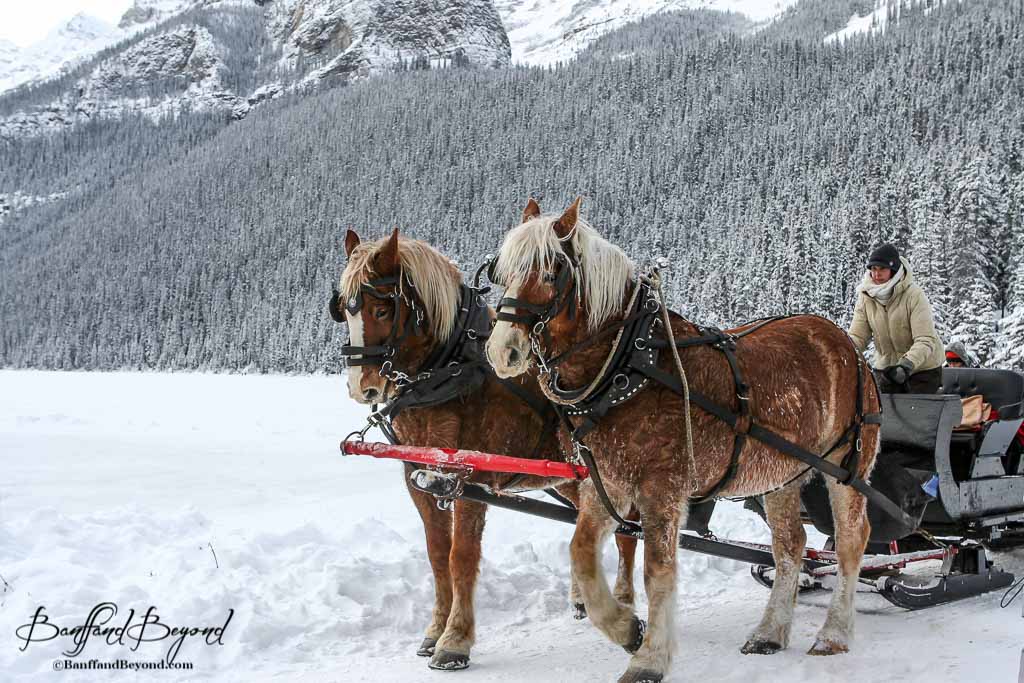 Top Winter Activities For Banff Lake Louise Banffandbeyond