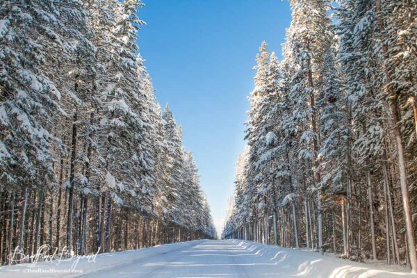 arbres couverts de neige le long de la route 1A