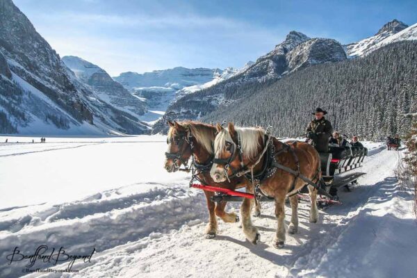 traditional horse drawn sleigh ride at lake louise