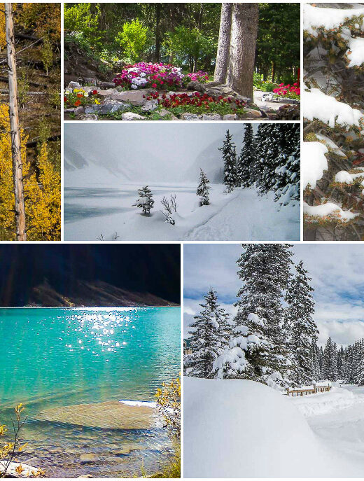 canada-rocky-mountain-weather-seasons-fall-autumn-spring-winter-summer-snow-flowers-flowers-sunshine