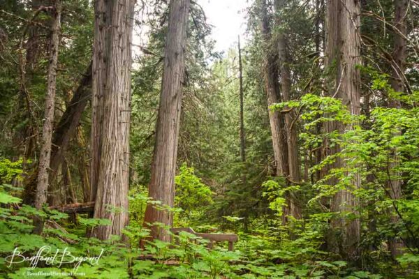 giant cedars boardwalk trail in revelstoke national park