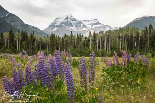 wildflowers and mountains at mount robson provincial park