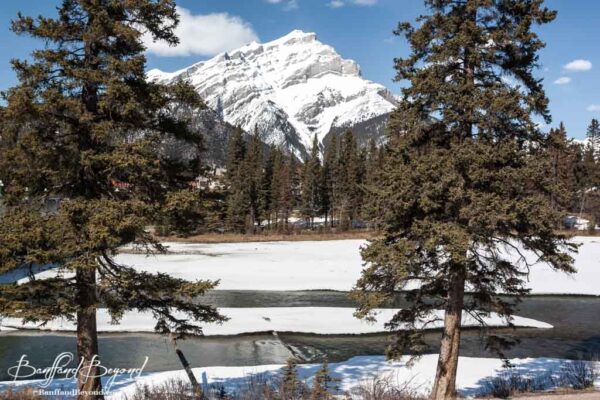 the thawing bow river with cascade mountain in the background in april