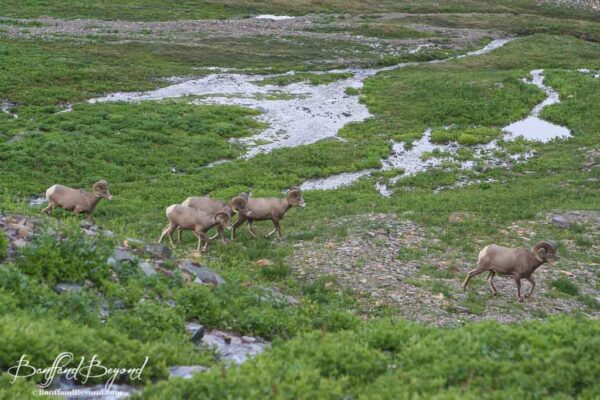 bighorn sheep glacier national park montana