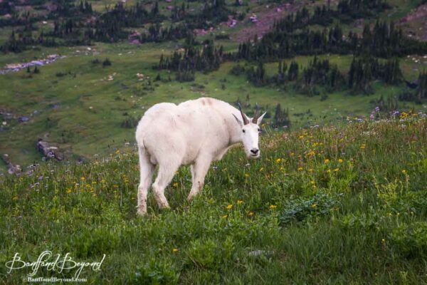 mountain goat in meadow of wildflowers in glacier national park