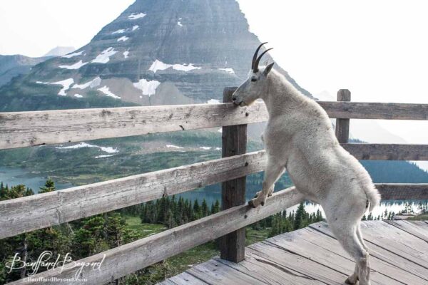 mountain goat licking salt of the railing at hidden lake viewing platform