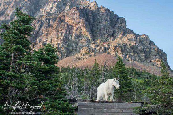 mountain goat on stairs along hidden lake trail glacier national park montana