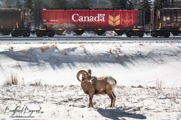 bighorn sheep near railway between canmore and exshaw