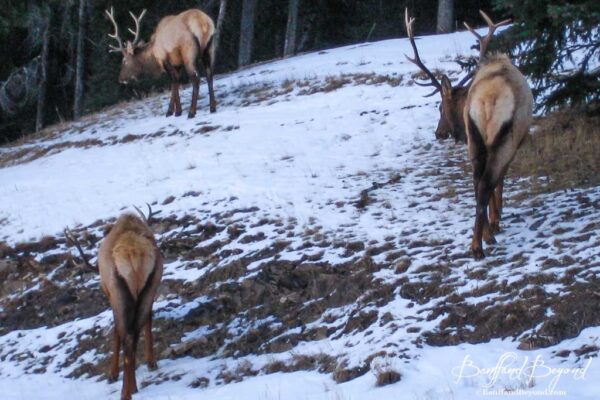 elk-feeding-grass-banff-wildlife-nature-park-animals