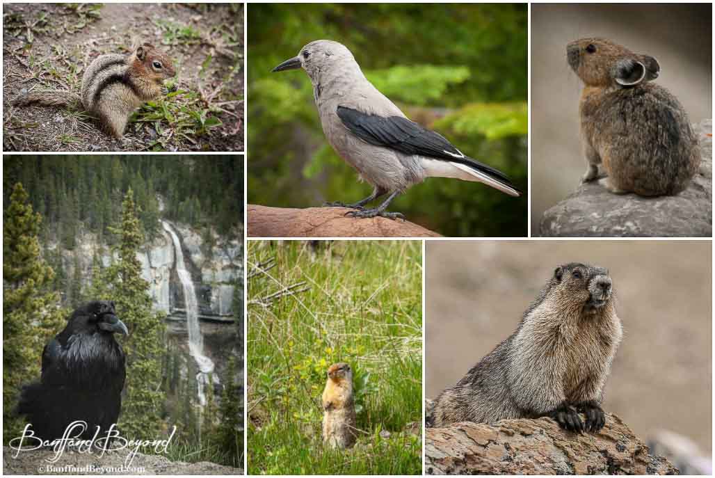 Banff Rocky Mountain Wildlife Viewing Tips BanffandBeyond
